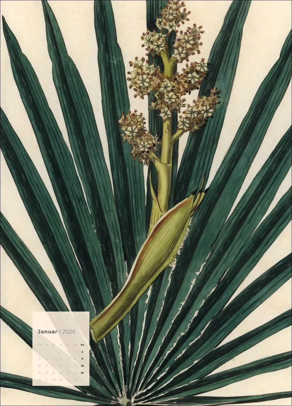 Bild: 9783839902899 | Botanicals Kalender 2026 | Kalender | Spiralbindung | 14 S. | Deutsch