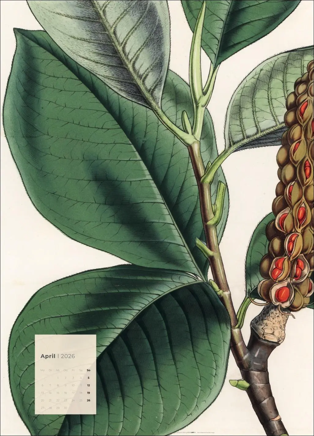 Bild: 9783839902899 | Botanicals Kalender 2026 | Kalender | Spiralbindung | 14 S. | Deutsch