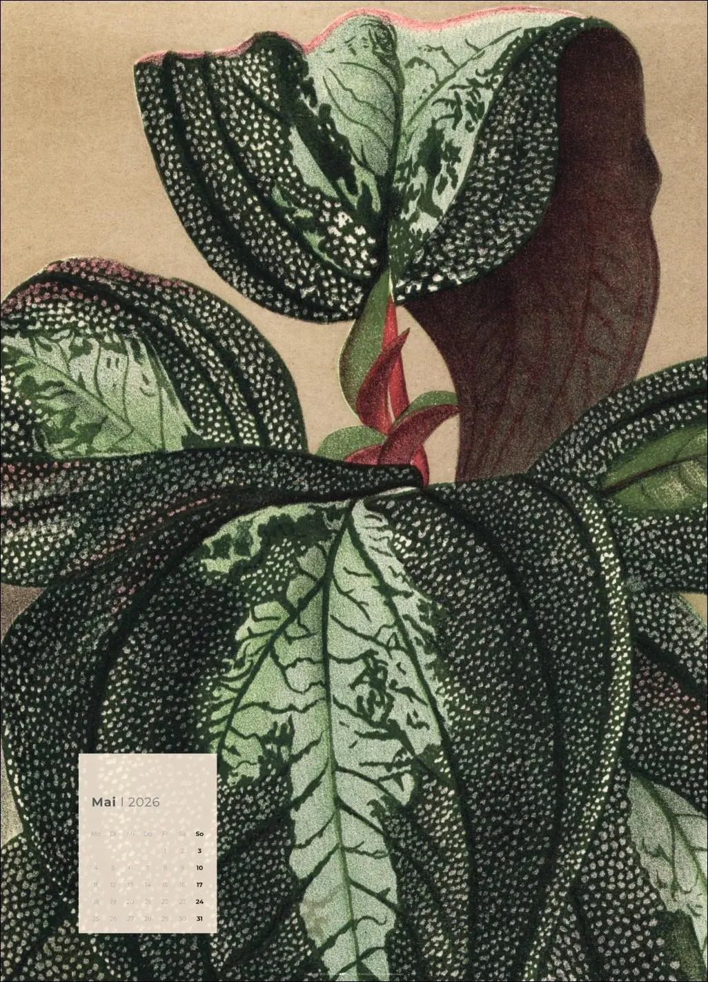 Bild: 9783839902899 | Botanicals Kalender 2026 | Kalender | Spiralbindung | 14 S. | Deutsch