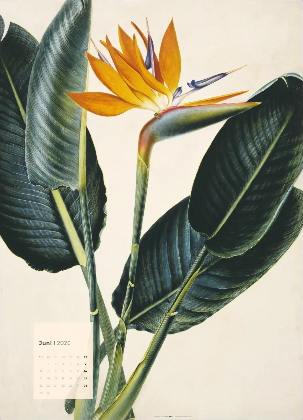 Bild: 9783839902899 | Botanicals Kalender 2026 | Kalender | Spiralbindung | 14 S. | Deutsch