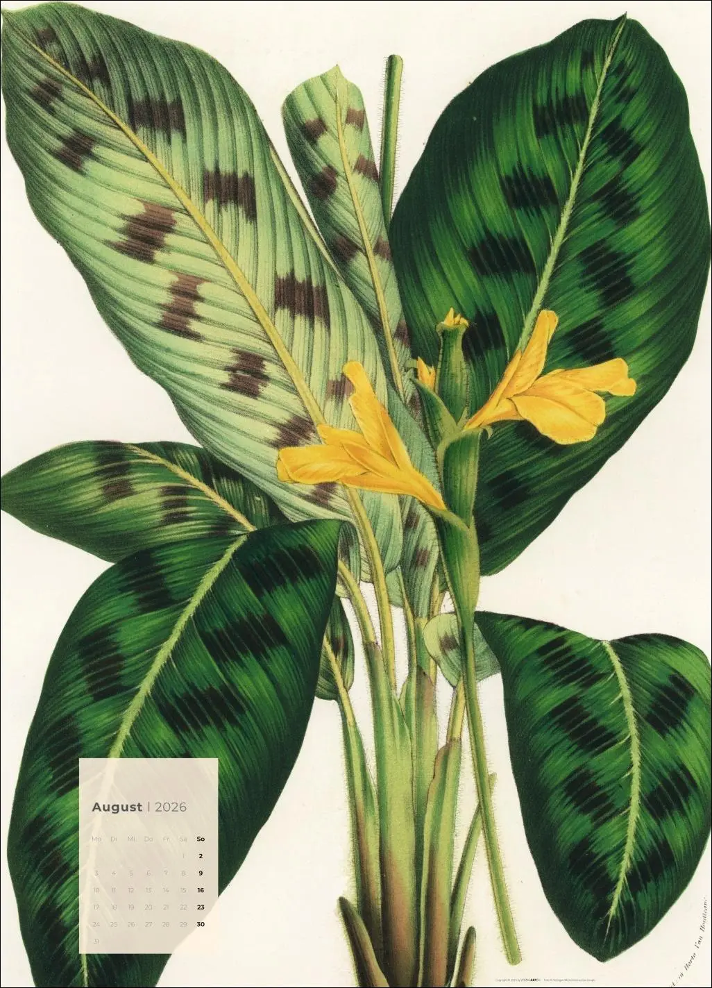 Bild: 9783839902899 | Botanicals Kalender 2026 | Kalender | Spiralbindung | 14 S. | Deutsch