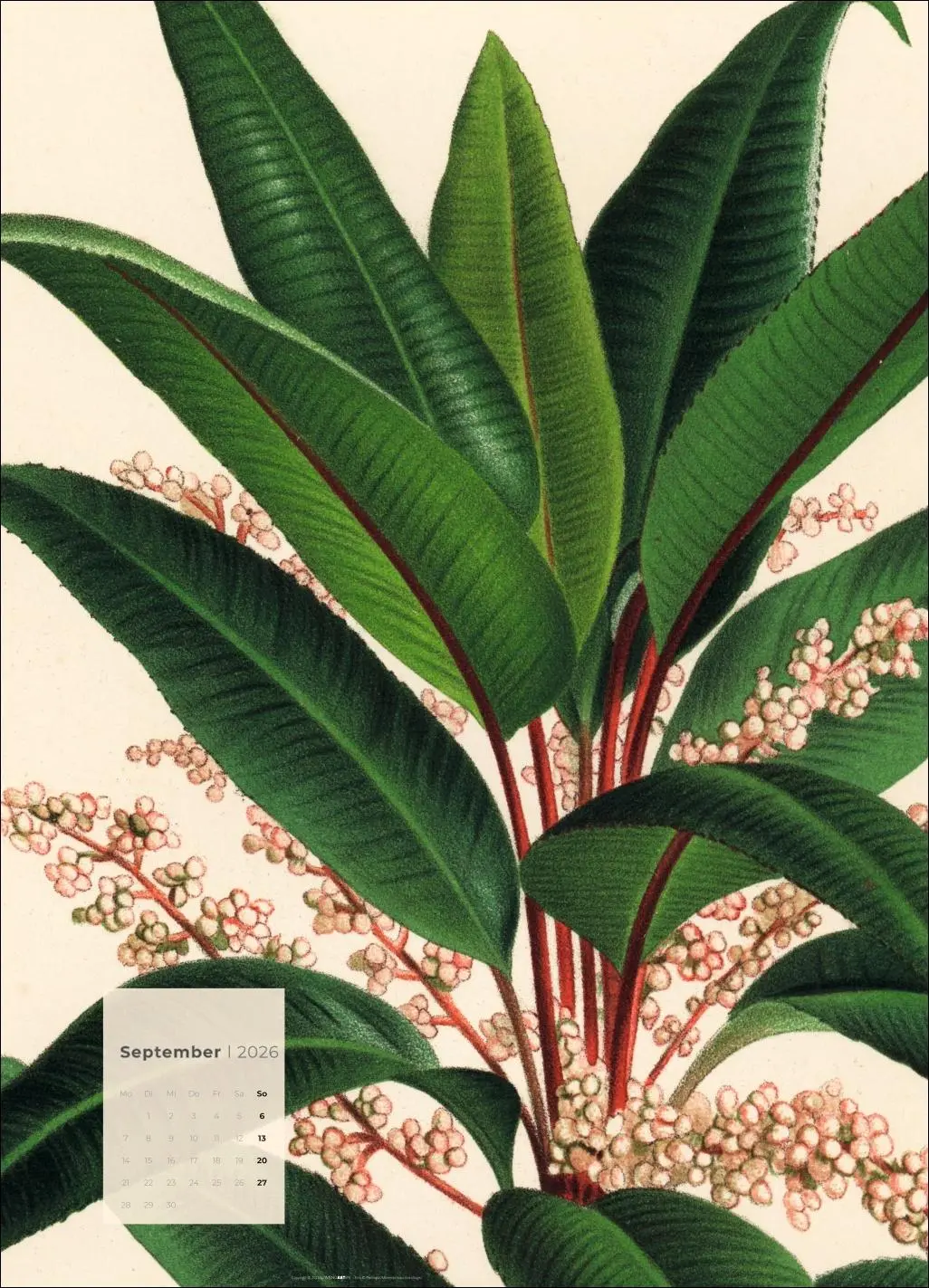 Bild: 9783839902899 | Botanicals Kalender 2026 | Kalender | Spiralbindung | 14 S. | Deutsch
