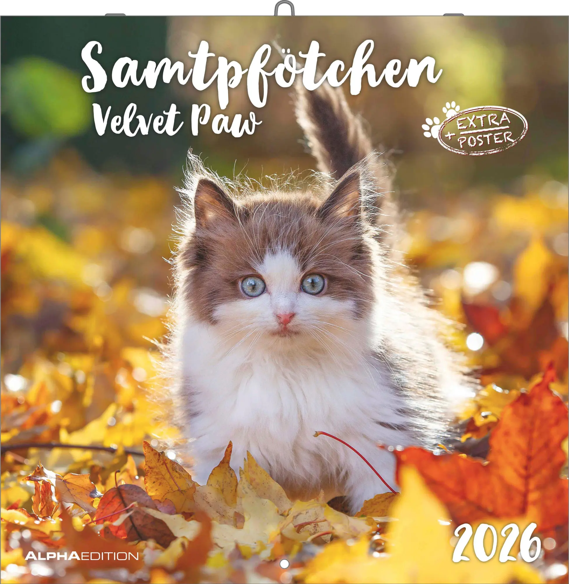 Cover: 4069095002999 | Samtpfötchen 2026 - Broschürenkalender 30x30 cm (30x60 geöffnet) -...