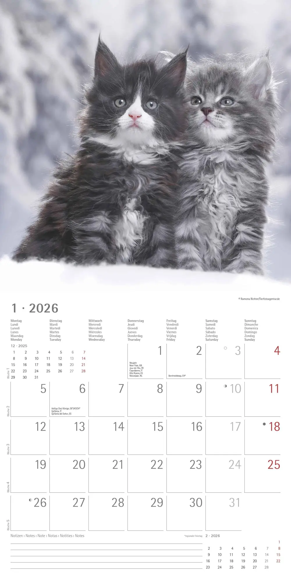 Bild: 4069095002999 | Samtpfötchen 2026 - Broschürenkalender 30x30 cm (30x60 geöffnet) -...