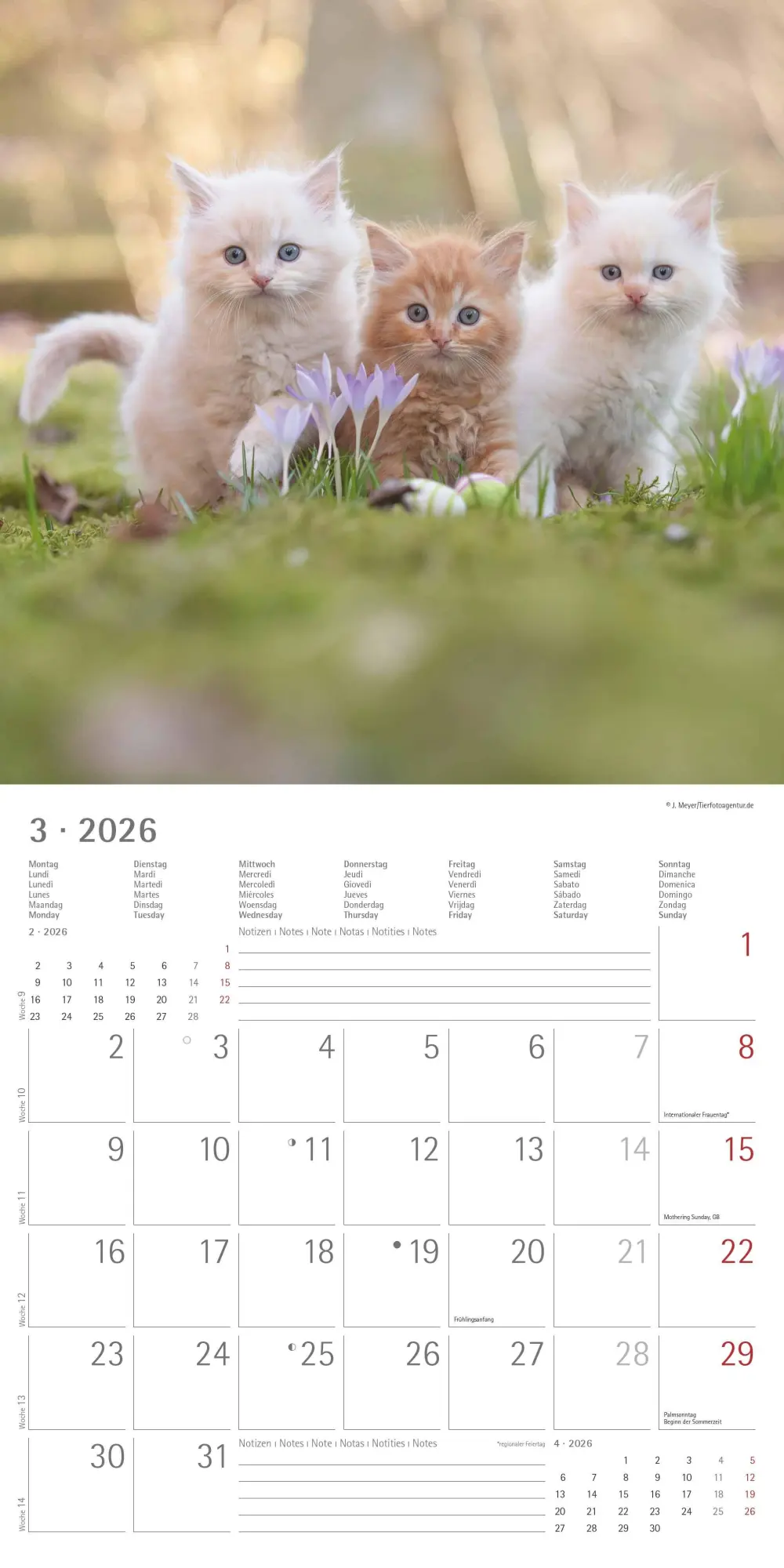Bild: 4069095002999 | Samtpfötchen 2026 - Broschürenkalender 30x30 cm (30x60 geöffnet) -...