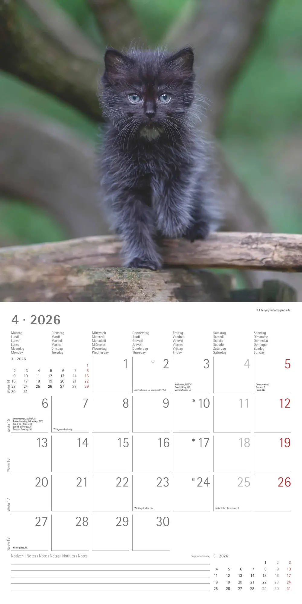 Bild: 4069095002999 | Samtpfötchen 2026 - Broschürenkalender 30x30 cm (30x60 geöffnet) -...