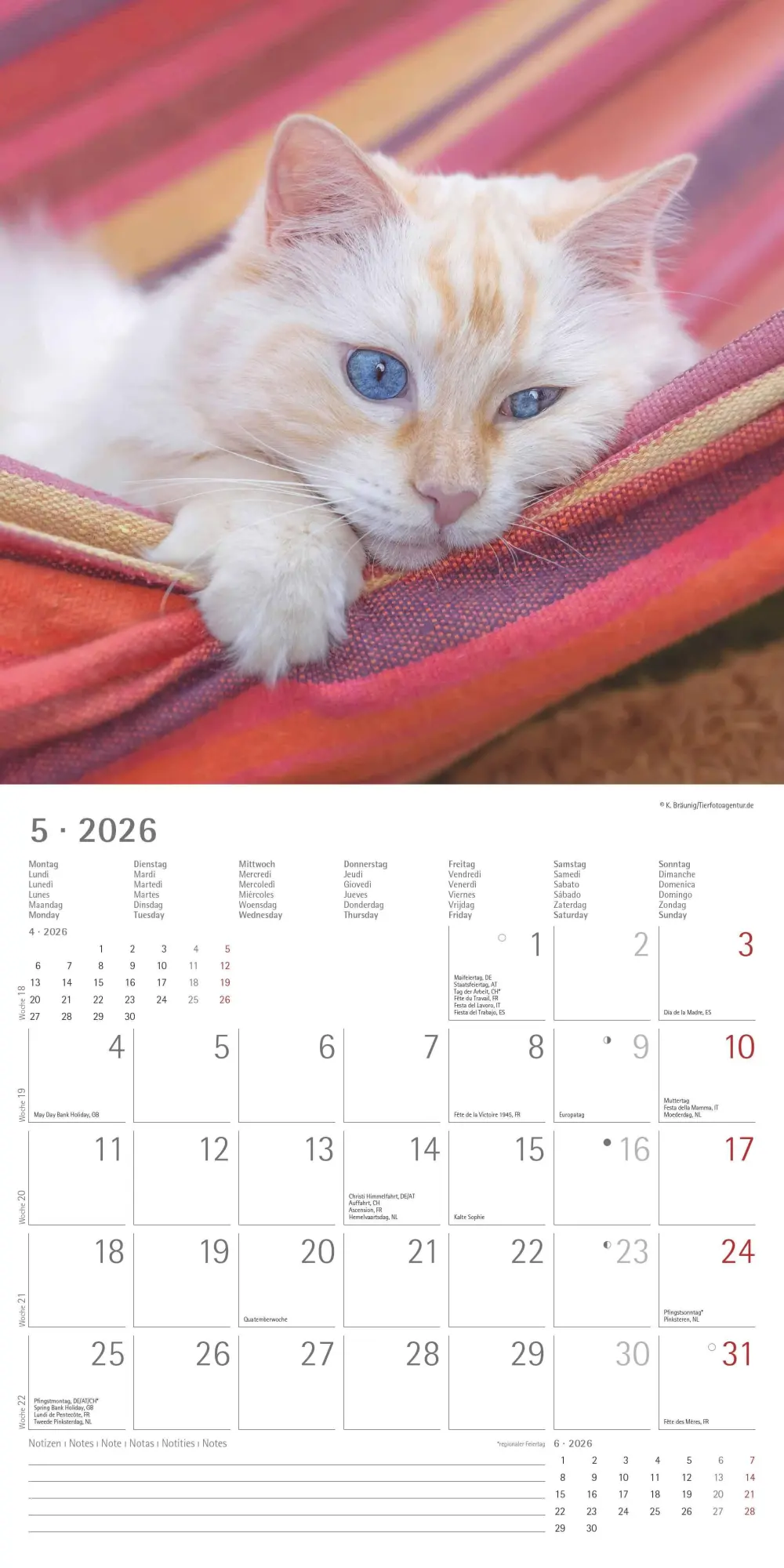Bild: 4069095002999 | Samtpfötchen 2026 - Broschürenkalender 30x30 cm (30x60 geöffnet) -...