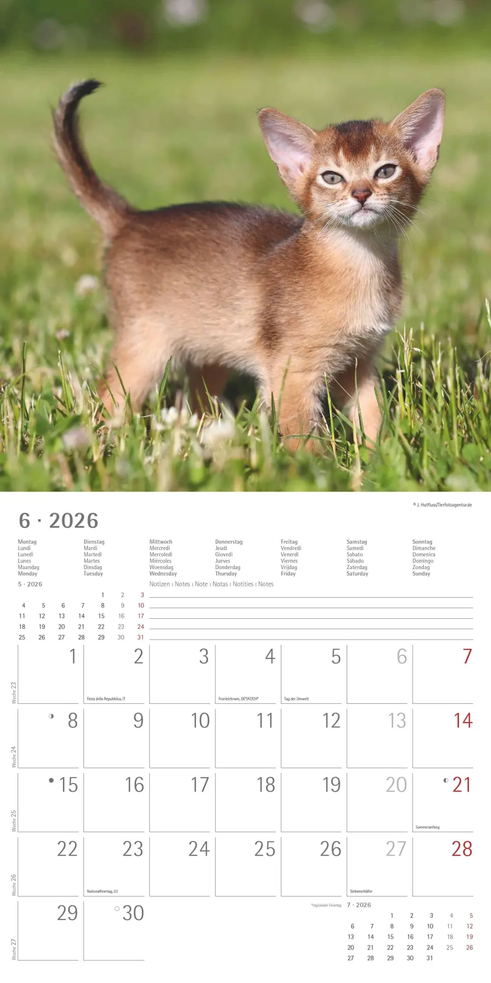 Bild: 4069095002999 | Samtpfötchen 2026 - Broschürenkalender 30x30 cm (30x60 geöffnet) -...