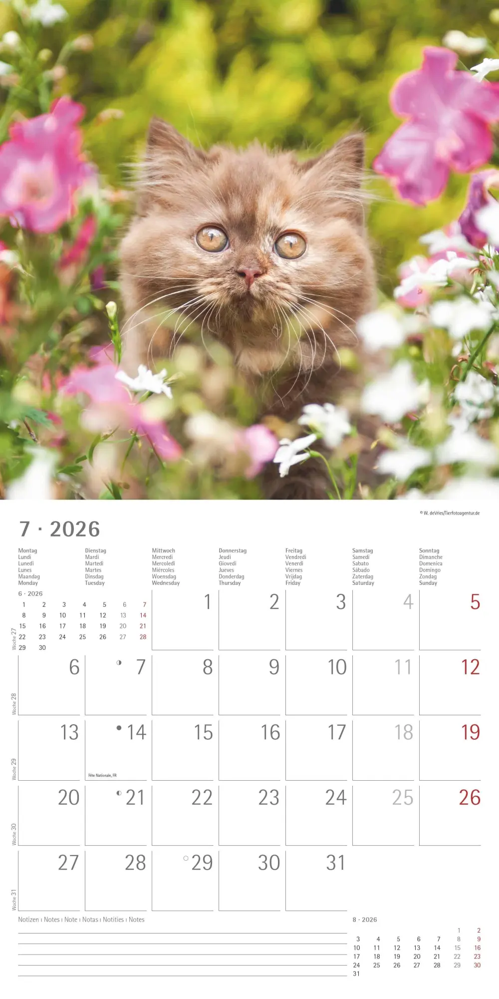Bild: 4069095002999 | Samtpfötchen 2026 - Broschürenkalender 30x30 cm (30x60 geöffnet) -...