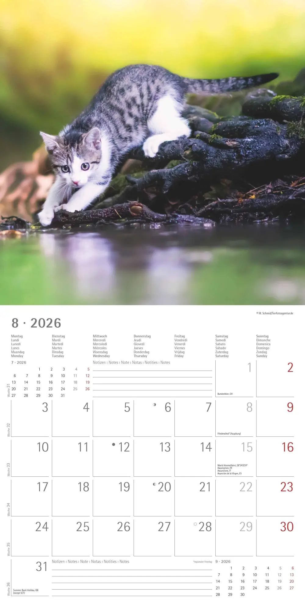 Bild: 4069095002999 | Samtpfötchen 2026 - Broschürenkalender 30x30 cm (30x60 geöffnet) -...
