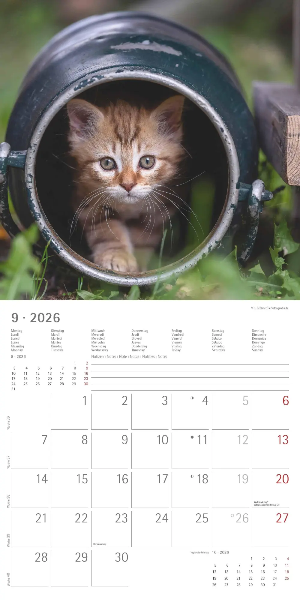 Bild: 4069095002999 | Samtpfötchen 2026 - Broschürenkalender 30x30 cm (30x60 geöffnet) -...