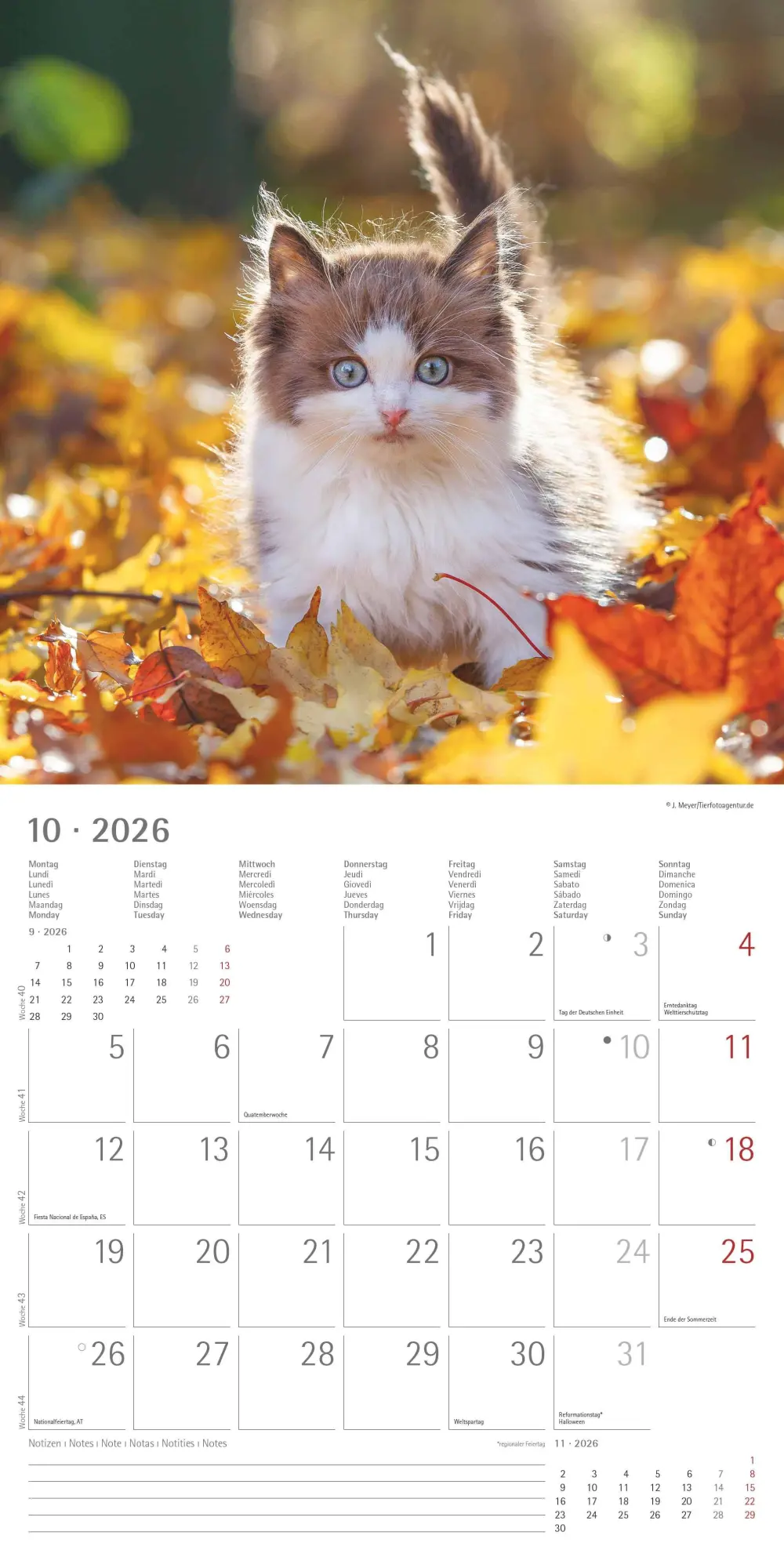 Bild: 4069095002999 | Samtpfötchen 2026 - Broschürenkalender 30x30 cm (30x60 geöffnet) -...