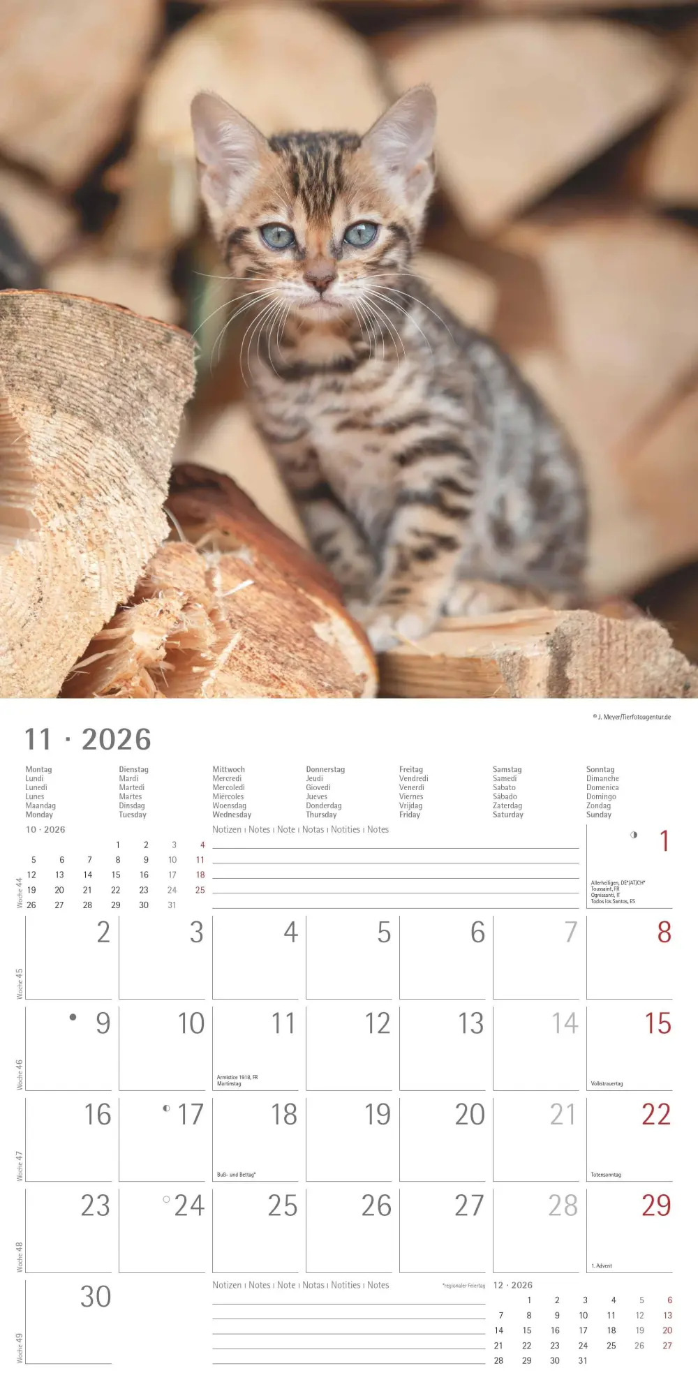 Bild: 4069095002999 | Samtpfötchen 2026 - Broschürenkalender 30x30 cm (30x60 geöffnet) -...