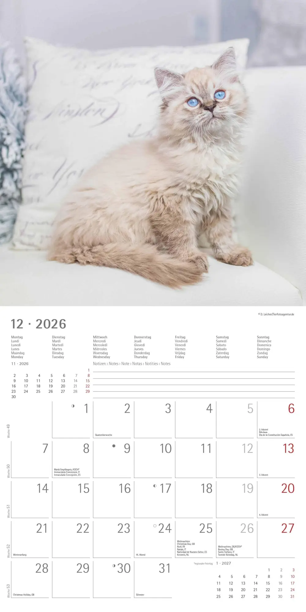 Bild: 4069095002999 | Samtpfötchen 2026 - Broschürenkalender 30x30 cm (30x60 geöffnet) -...