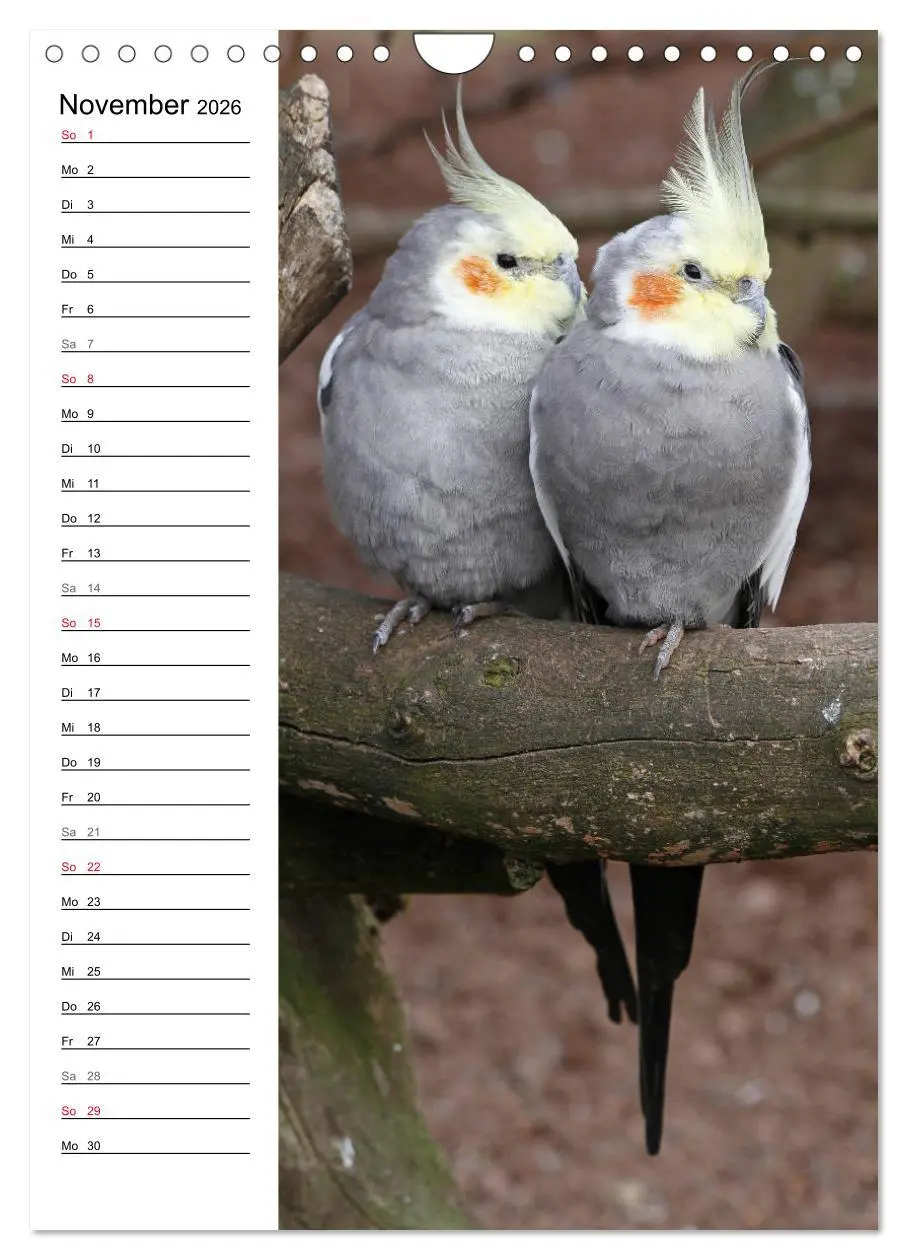 Bild: 9783516423099 | Der Nymphensittich-Terminplaner (Wandkalender 2026 DIN A4 hoch),...