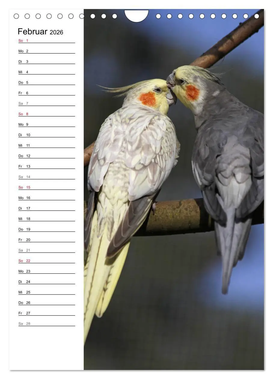 Bild: 9783516423099 | Der Nymphensittich-Terminplaner (Wandkalender 2026 DIN A4 hoch),...