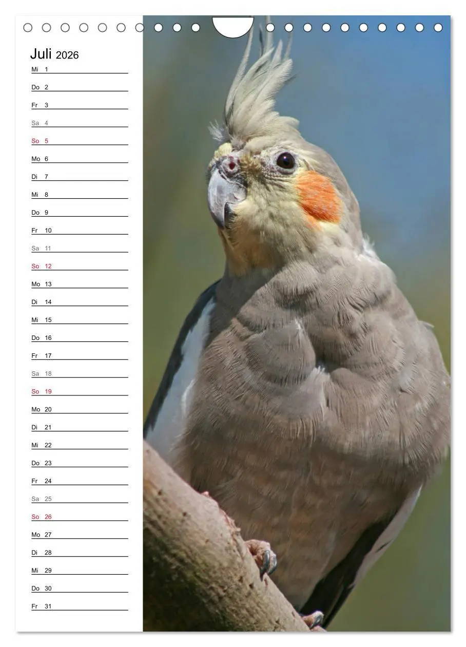 Bild: 9783516423099 | Der Nymphensittich-Terminplaner (Wandkalender 2026 DIN A4 hoch),...