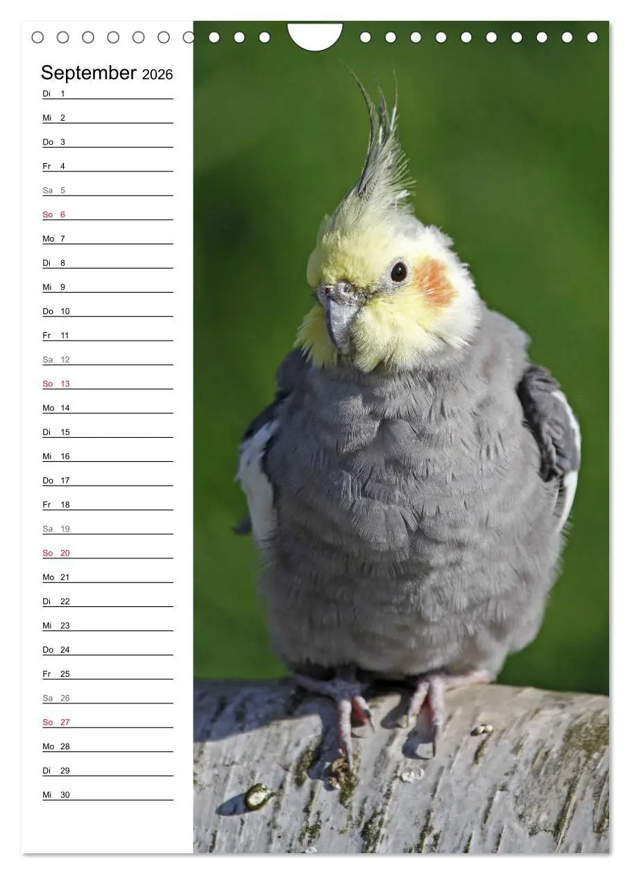 Bild: 9783516423099 | Der Nymphensittich-Terminplaner (Wandkalender 2026 DIN A4 hoch),...