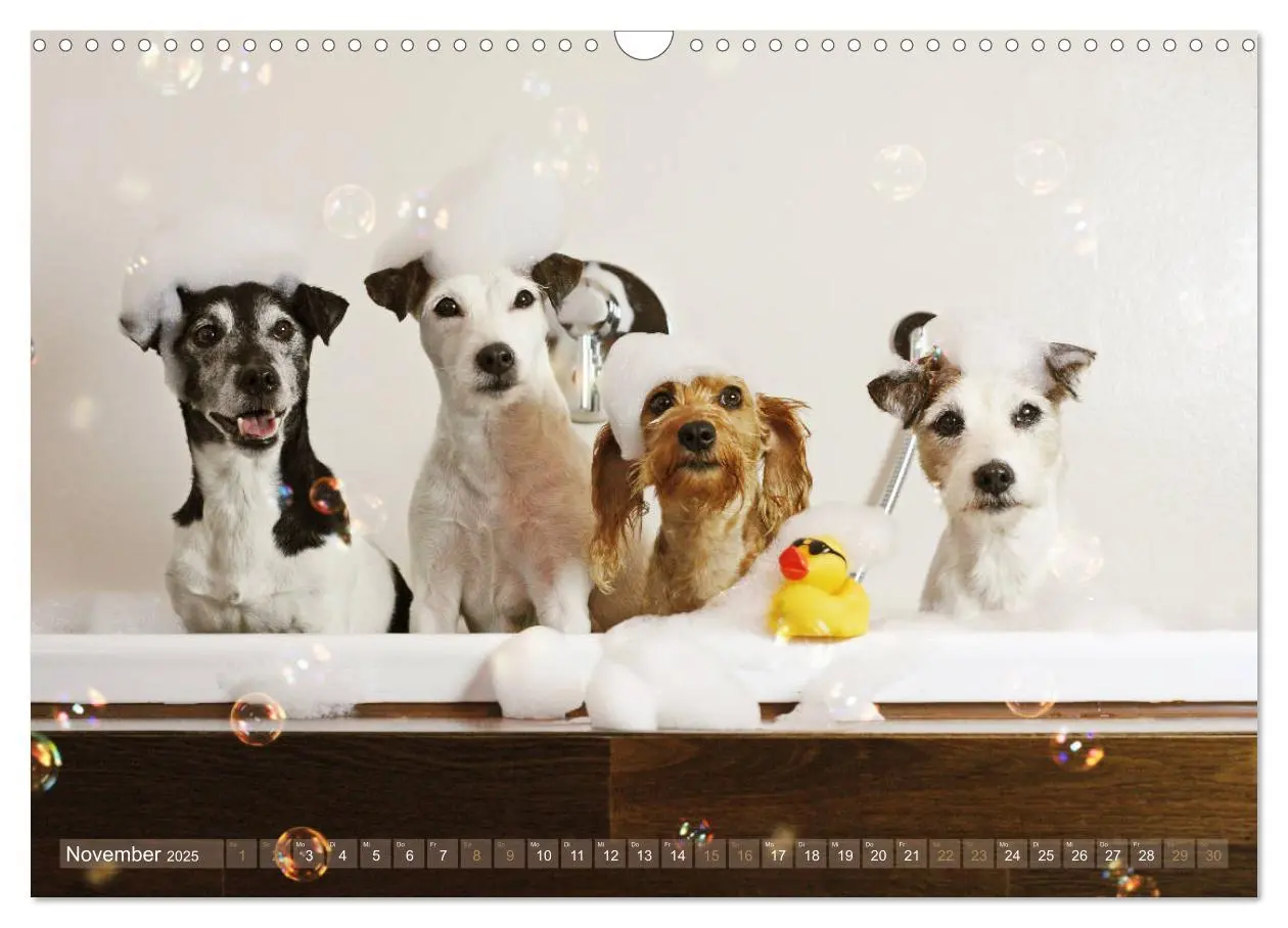 Bild: 9783435473199 | Die Parson-Russell-Terrier ...mit neuen Abenteuern aus der...