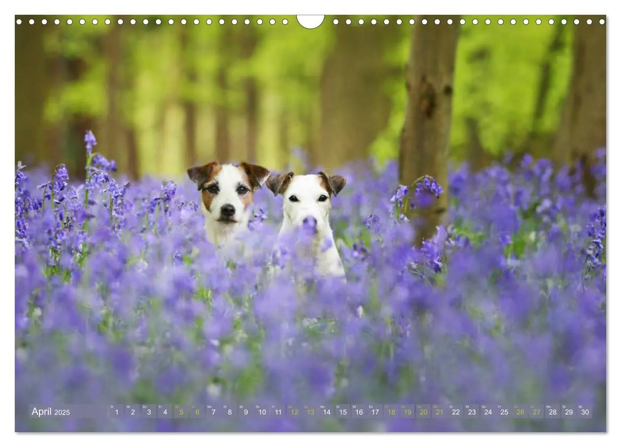Bild: 9783435473199 | Die Parson-Russell-Terrier ...mit neuen Abenteuern aus der...
