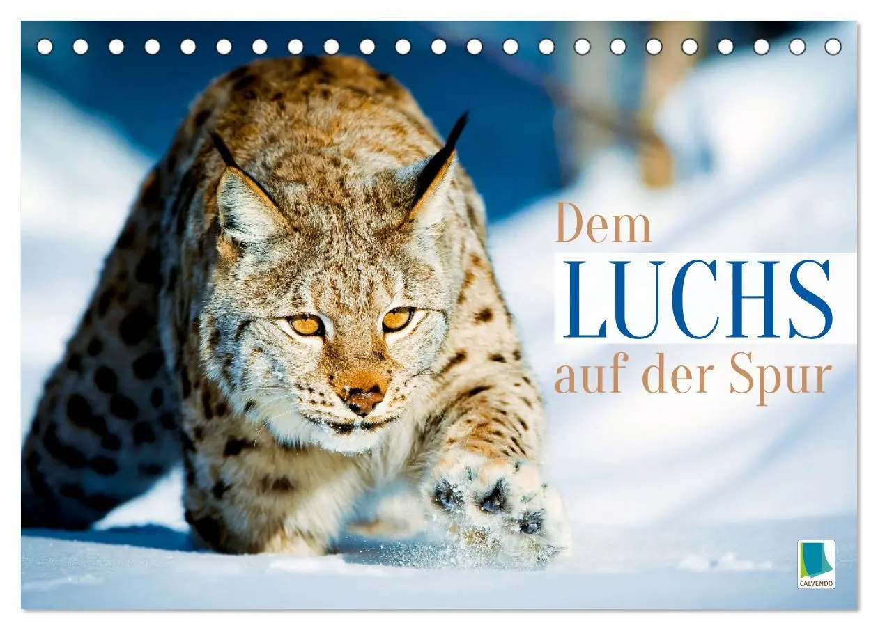 Cover: 9783457943199 | Dem Luchs auf der Spur (Tischkalender 2026 DIN A5 quer), CALVENDO...