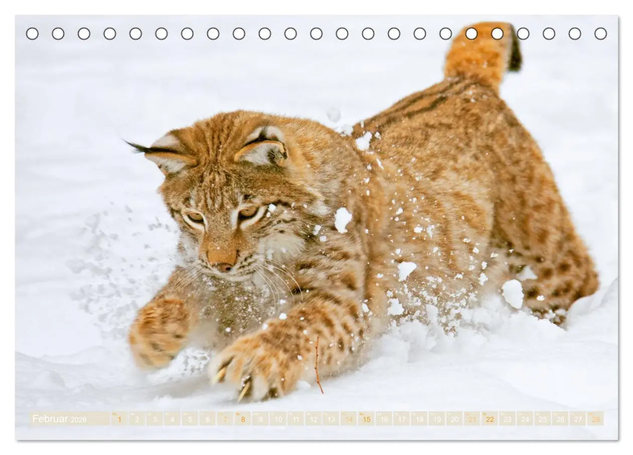 Bild: 9783457943199 | Dem Luchs auf der Spur (Tischkalender 2026 DIN A5 quer), CALVENDO...