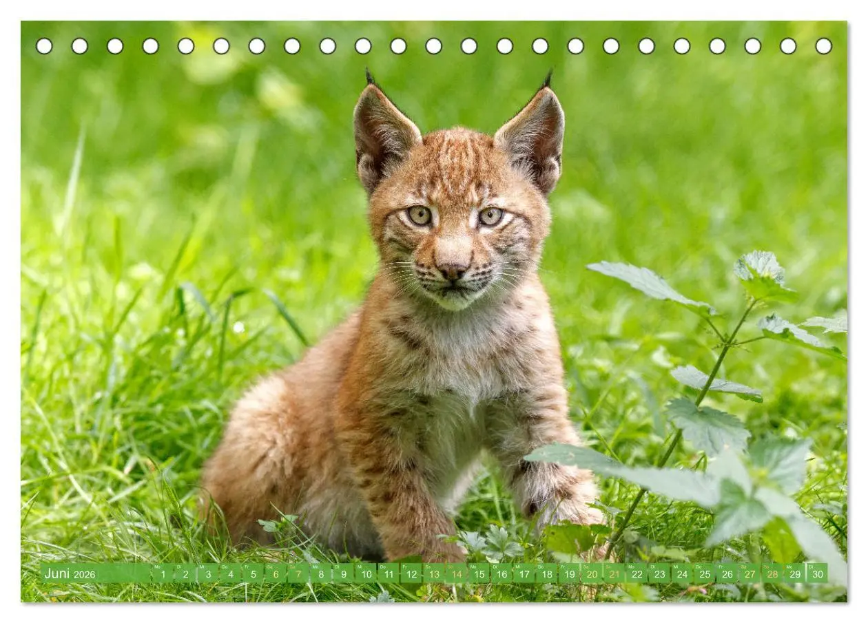 Bild: 9783457943199 | Dem Luchs auf der Spur (Tischkalender 2026 DIN A5 quer), CALVENDO...