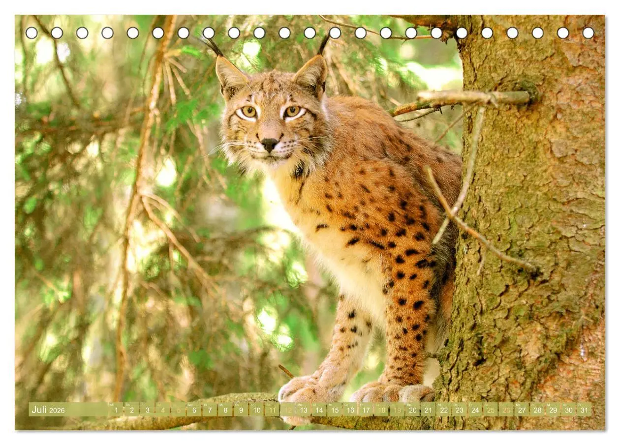 Bild: 9783457943199 | Dem Luchs auf der Spur (Tischkalender 2026 DIN A5 quer), CALVENDO...