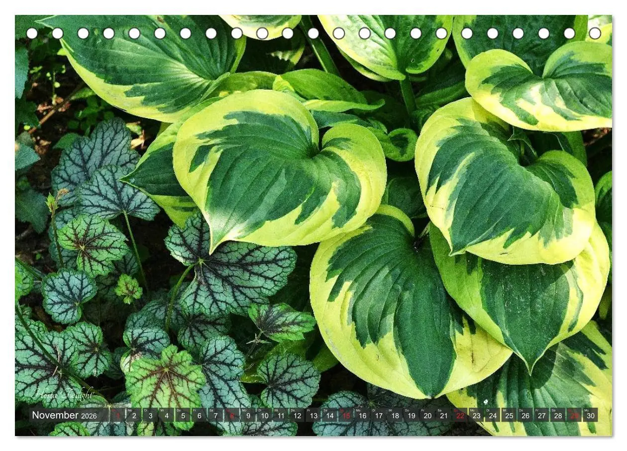 Bild: 9783516033199 | Hosta Staude mit Herz (Tischkalender 2026 DIN A5 quer), CALVENDO...