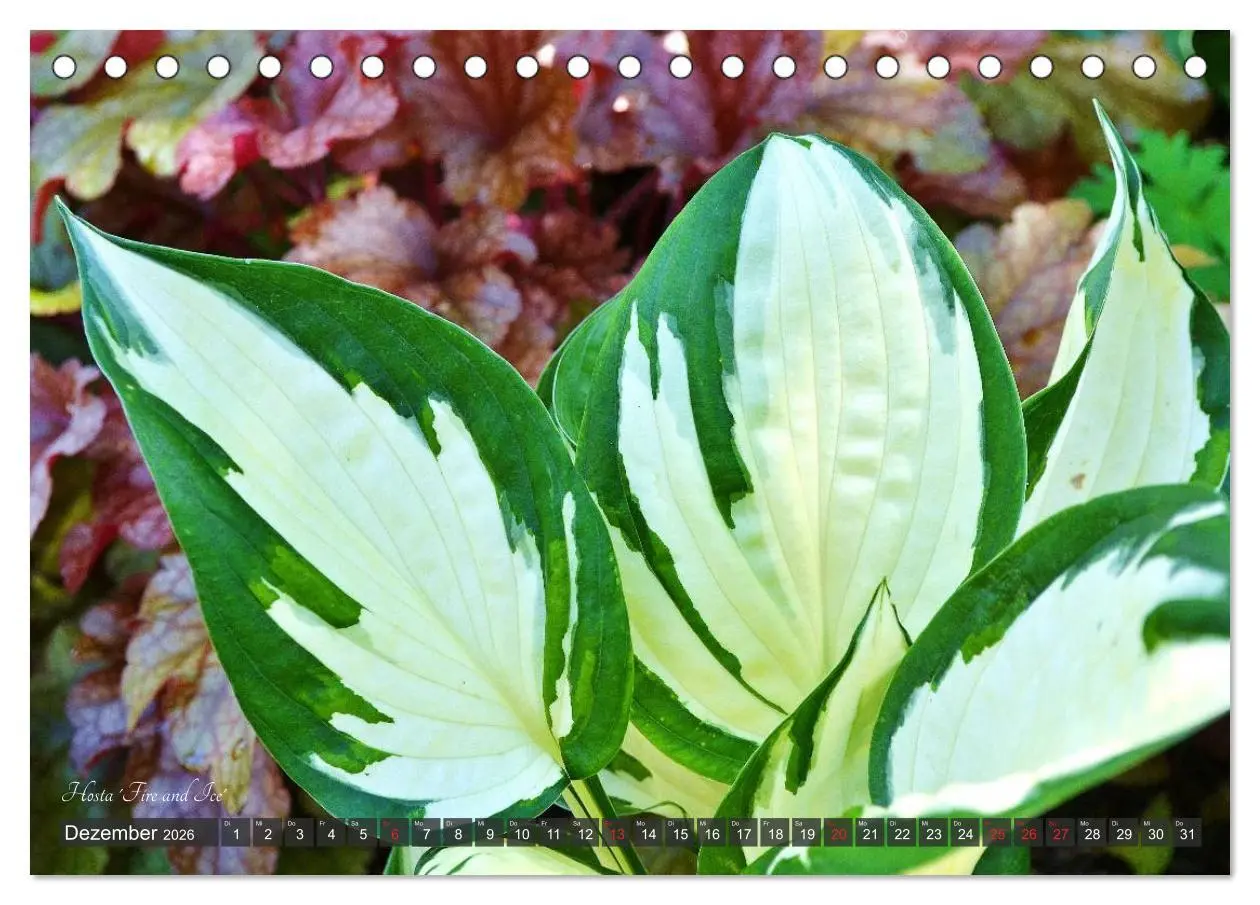 Bild: 9783516033199 | Hosta Staude mit Herz (Tischkalender 2026 DIN A5 quer), CALVENDO...