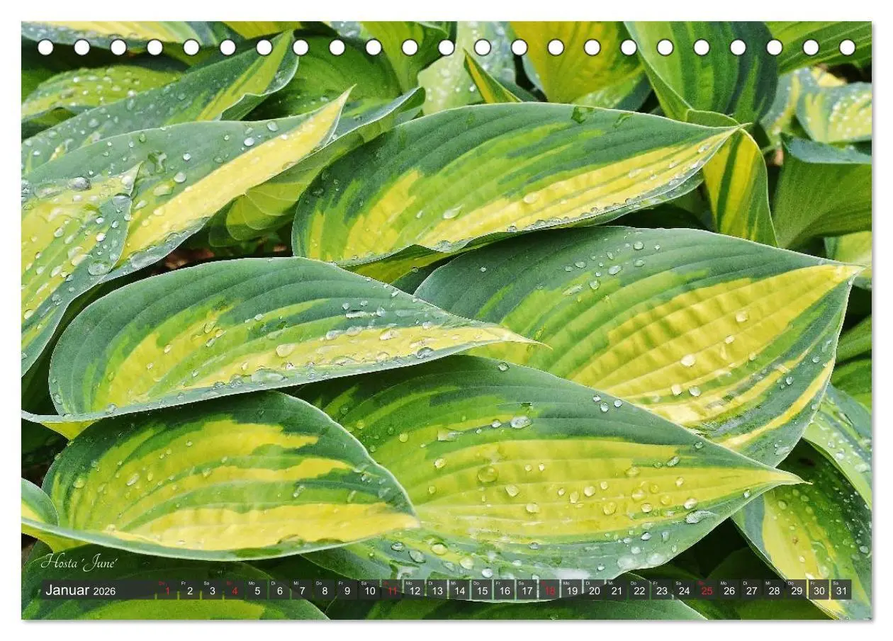 Bild: 9783516033199 | Hosta Staude mit Herz (Tischkalender 2026 DIN A5 quer), CALVENDO...