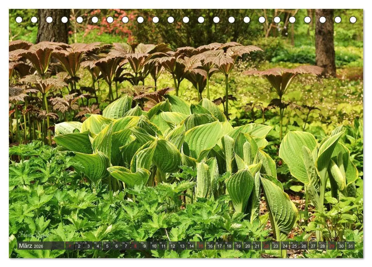 Bild: 9783516033199 | Hosta Staude mit Herz (Tischkalender 2026 DIN A5 quer), CALVENDO...