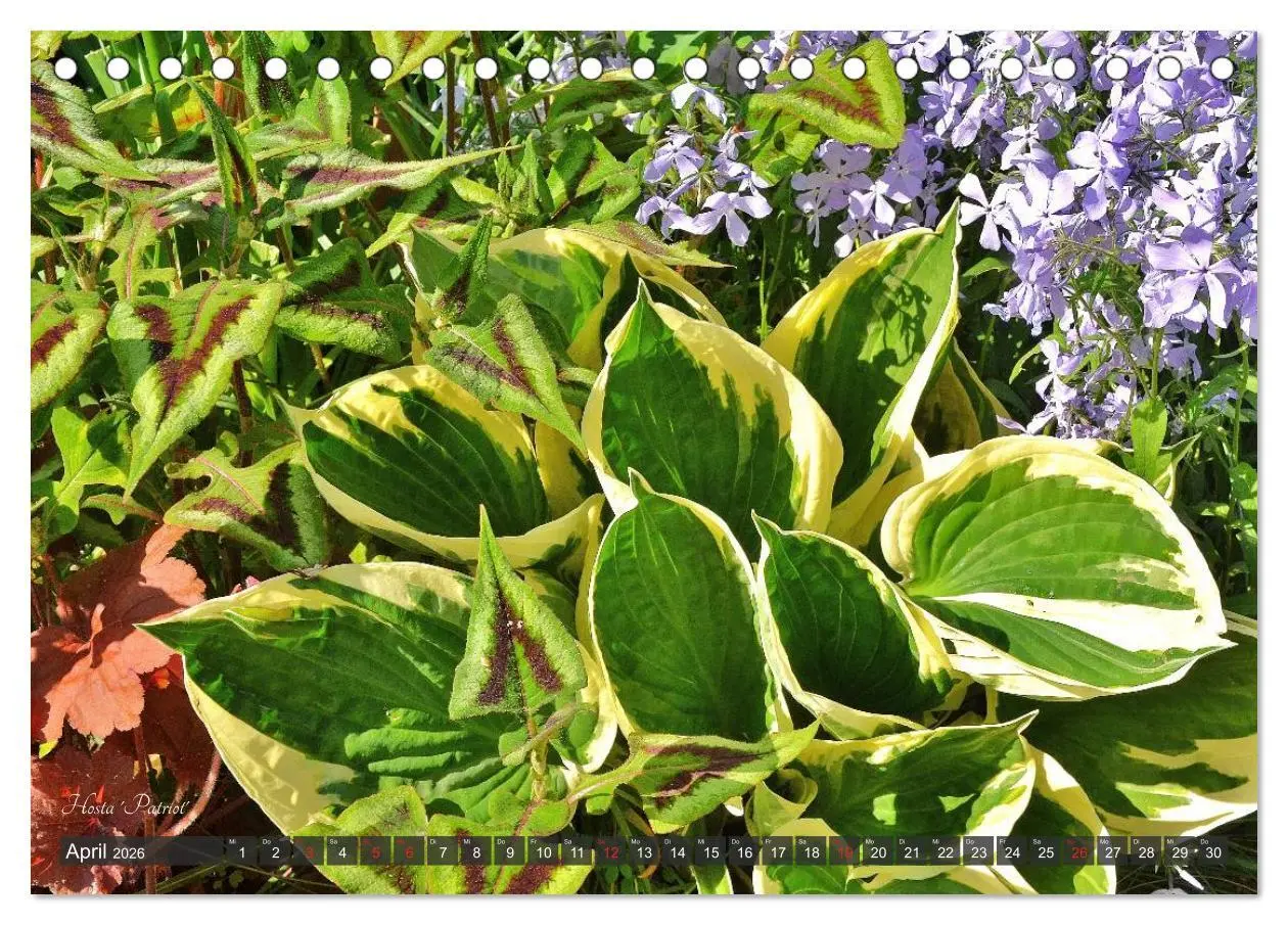 Bild: 9783516033199 | Hosta Staude mit Herz (Tischkalender 2026 DIN A5 quer), CALVENDO...