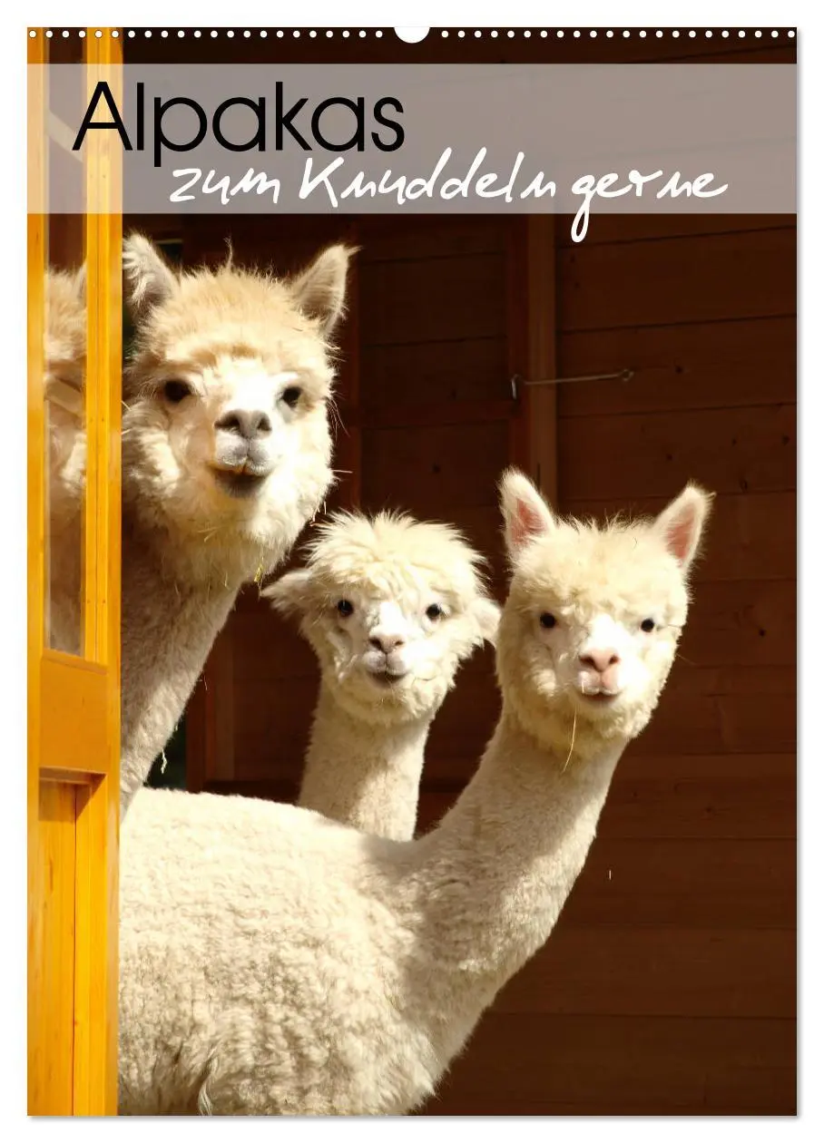 Cover: 9783516413199 | Alpakas zum Knuddeln gerne (Wandkalender 2026 DIN A2 hoch),...