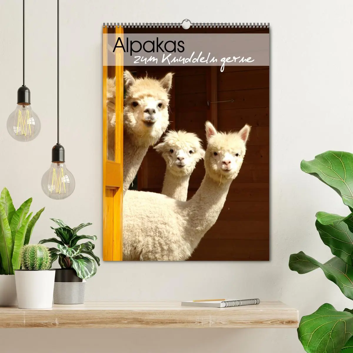 Bild: 9783516413199 | Alpakas zum Knuddeln gerne (Wandkalender 2026 DIN A2 hoch),...