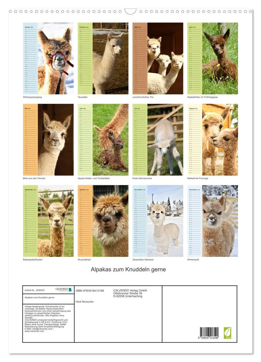 Bild: 9783516413199 | Alpakas zum Knuddeln gerne (Wandkalender 2026 DIN A2 hoch),...