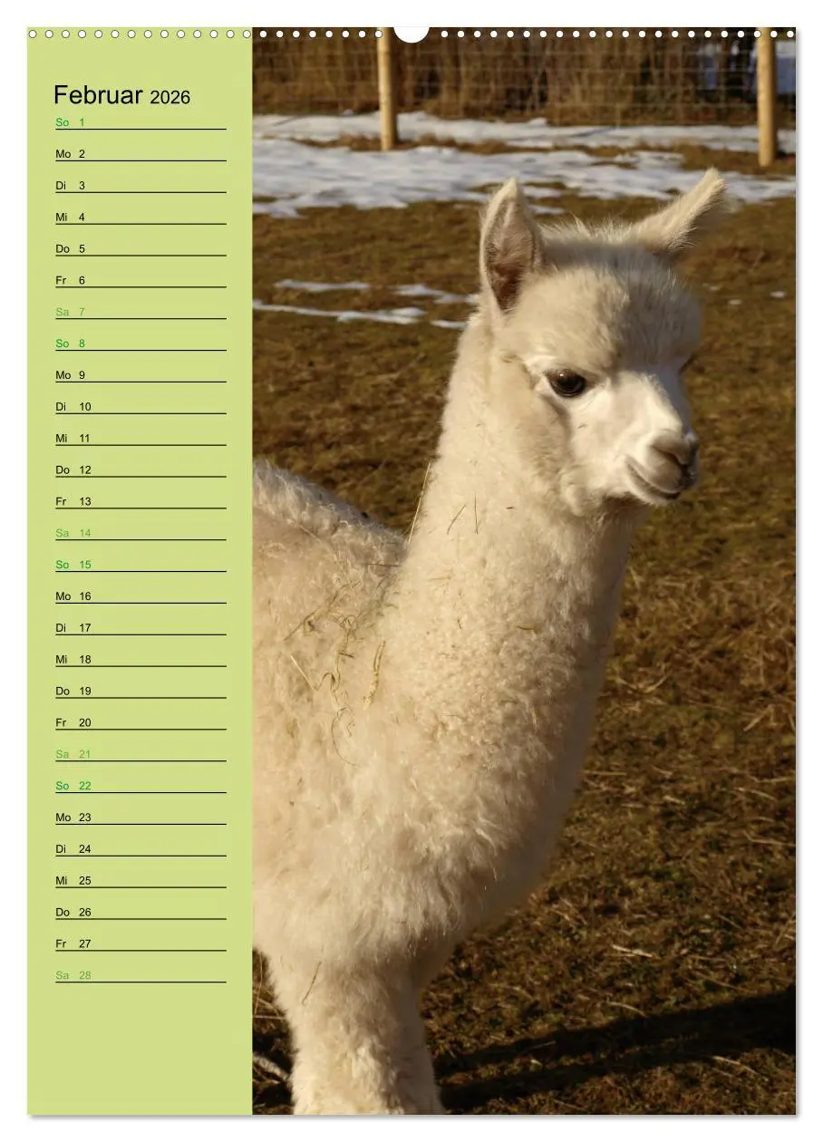 Bild: 9783516413199 | Alpakas zum Knuddeln gerne (Wandkalender 2026 DIN A2 hoch),...