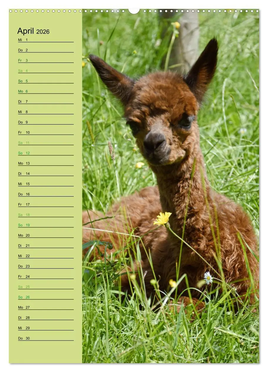 Bild: 9783516413199 | Alpakas zum Knuddeln gerne (Wandkalender 2026 DIN A2 hoch),...
