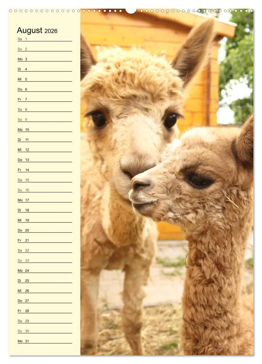 Bild: 9783516413199 | Alpakas zum Knuddeln gerne (Wandkalender 2026 DIN A2 hoch),...