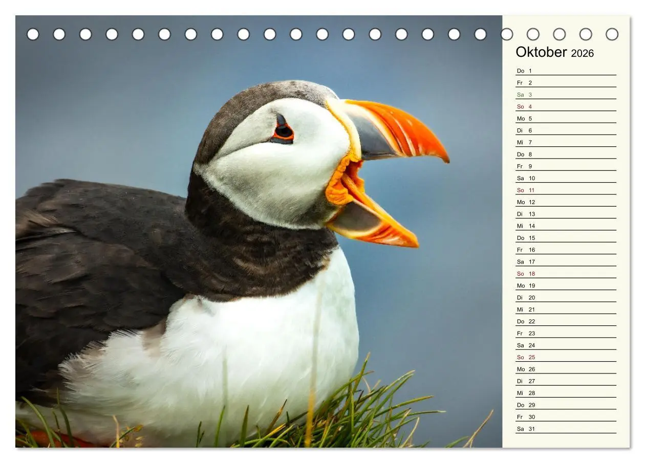 Bild: 9783457623299 | Die Papageientaucher von Island (Tischkalender 2026 DIN A5 quer),...