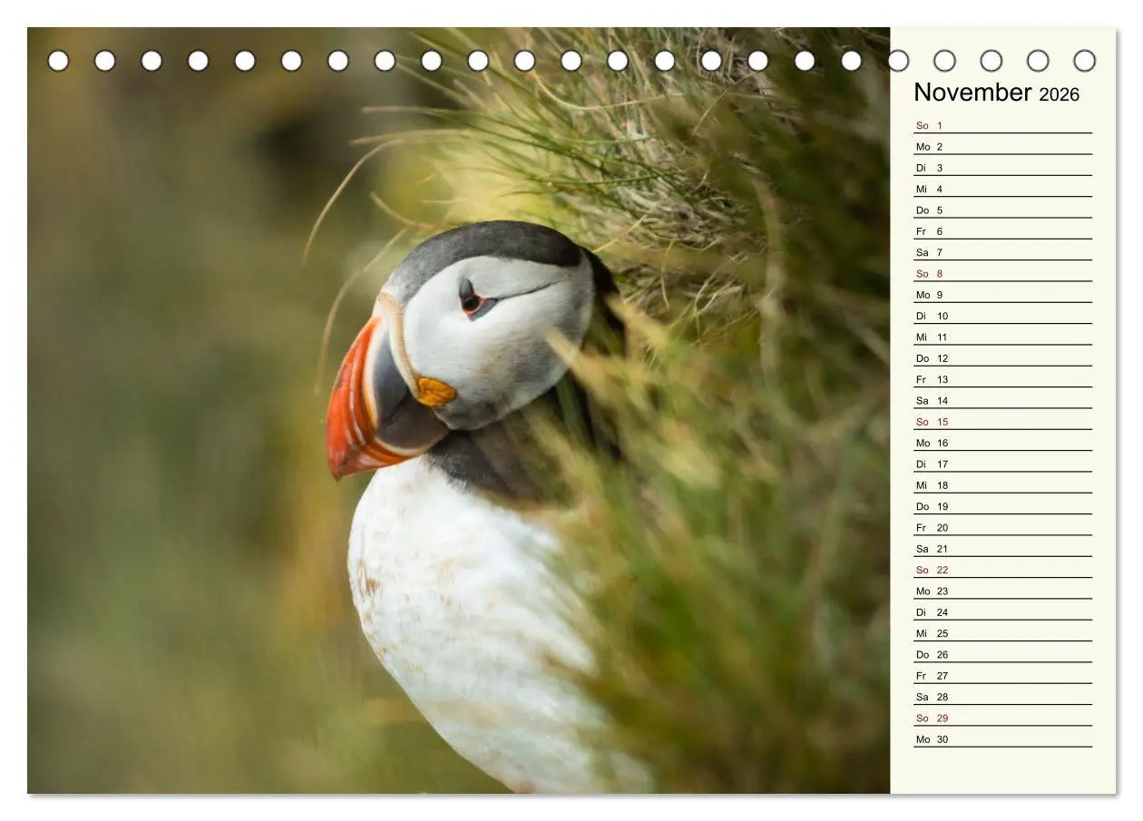 Bild: 9783457623299 | Die Papageientaucher von Island (Tischkalender 2026 DIN A5 quer),...