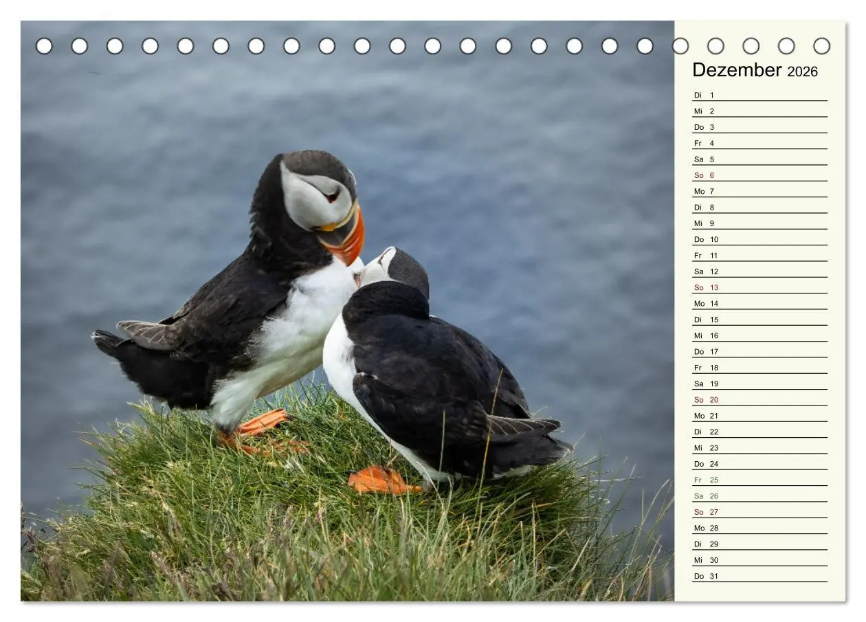 Bild: 9783457623299 | Die Papageientaucher von Island (Tischkalender 2026 DIN A5 quer),...