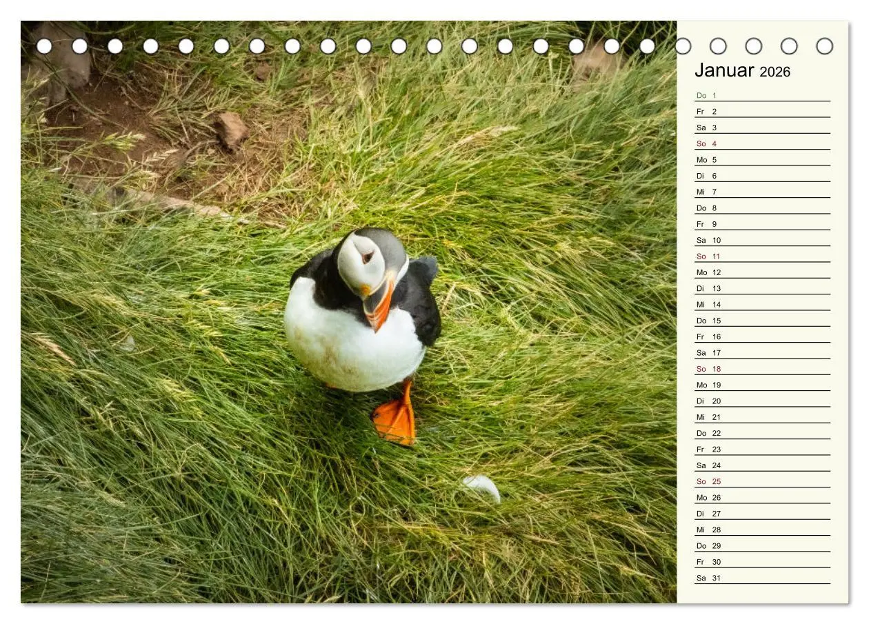 Bild: 9783457623299 | Die Papageientaucher von Island (Tischkalender 2026 DIN A5 quer),...