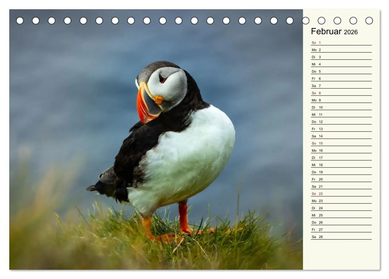 Bild: 9783457623299 | Die Papageientaucher von Island (Tischkalender 2026 DIN A5 quer),...