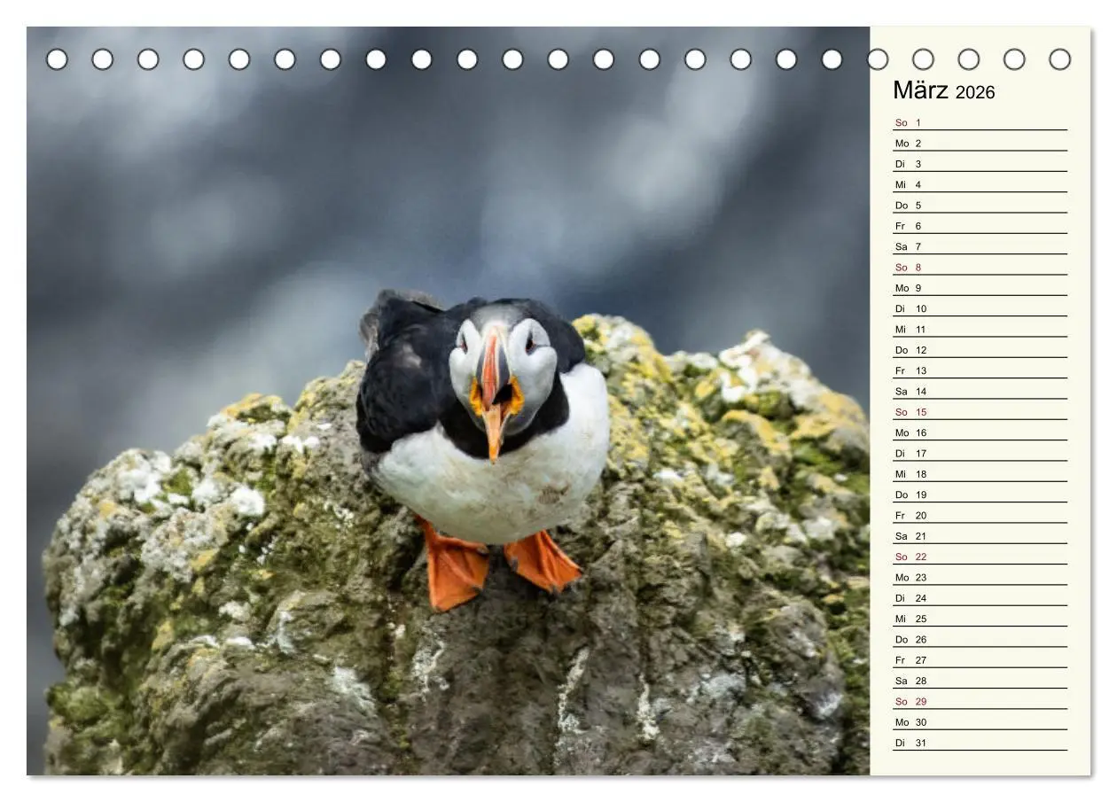 Bild: 9783457623299 | Die Papageientaucher von Island (Tischkalender 2026 DIN A5 quer),...