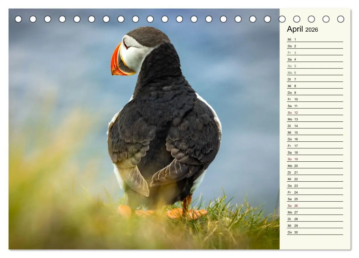 Bild: 9783457623299 | Die Papageientaucher von Island (Tischkalender 2026 DIN A5 quer),...