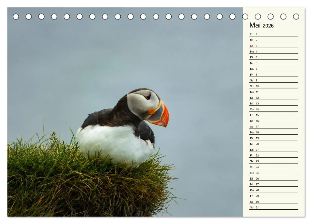 Bild: 9783457623299 | Die Papageientaucher von Island (Tischkalender 2026 DIN A5 quer),...
