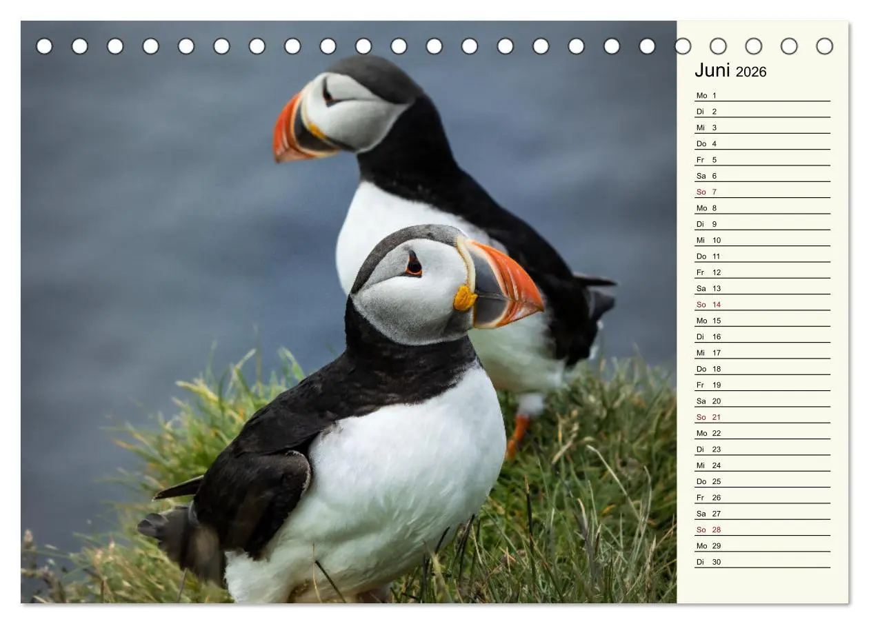 Bild: 9783457623299 | Die Papageientaucher von Island (Tischkalender 2026 DIN A5 quer),...