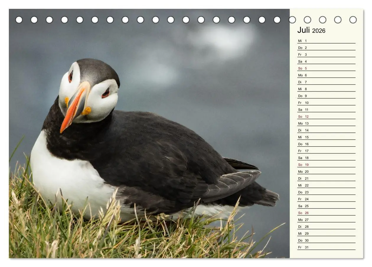 Bild: 9783457623299 | Die Papageientaucher von Island (Tischkalender 2026 DIN A5 quer),...