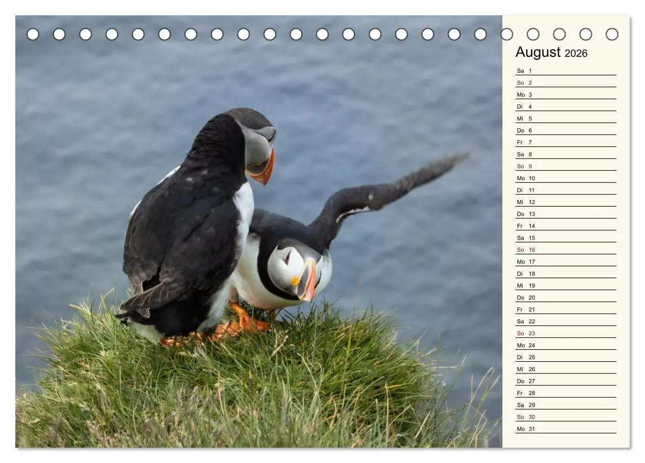 Bild: 9783457623299 | Die Papageientaucher von Island (Tischkalender 2026 DIN A5 quer),...